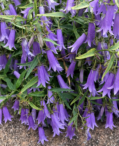 Campanula tommasiniana 